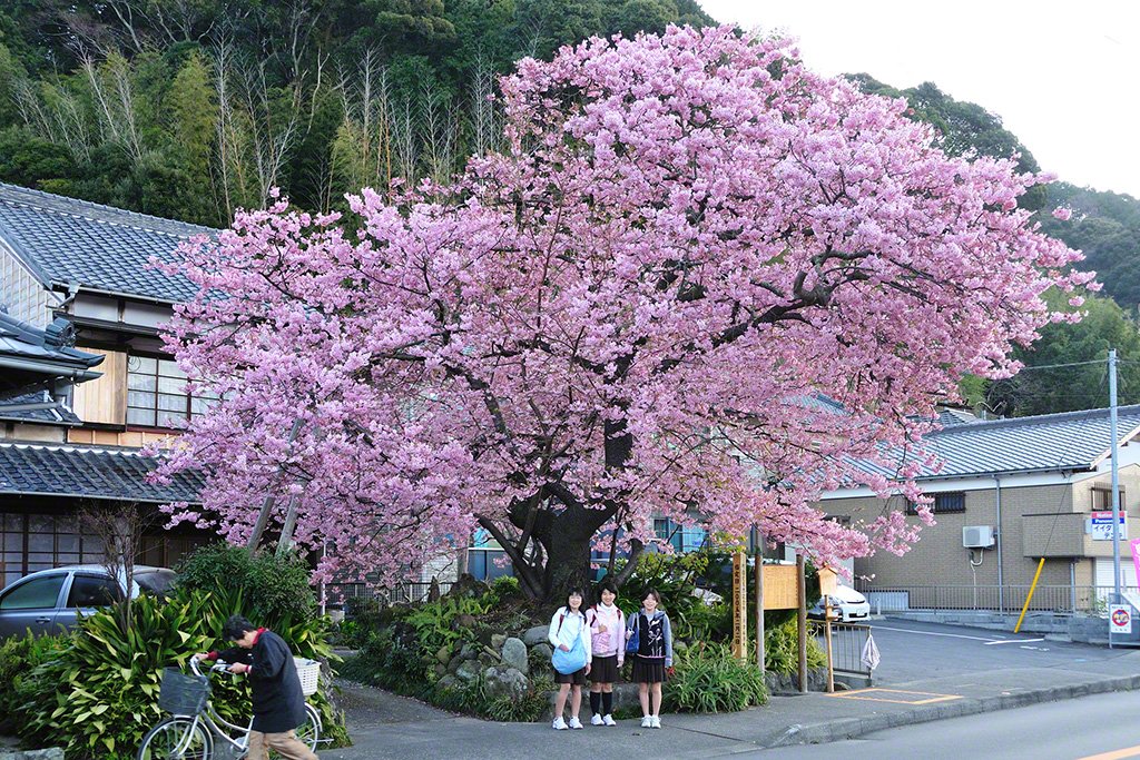 Kawazu, Kamo-gun, Shizuoka Prefecture