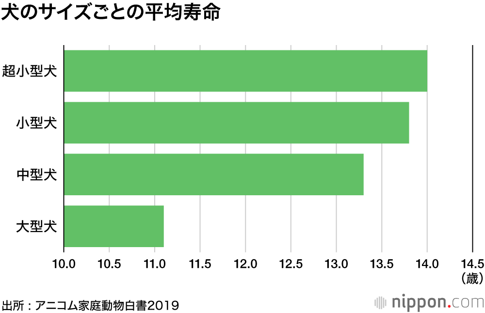 人気犬種、トイプーが11連覇 :ずっと一緒にいたいから…長寿の小型犬が上位席巻