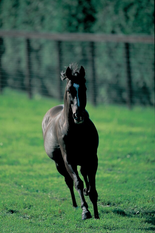 サンデーサイレンス　photo/Shadai Stallion Station