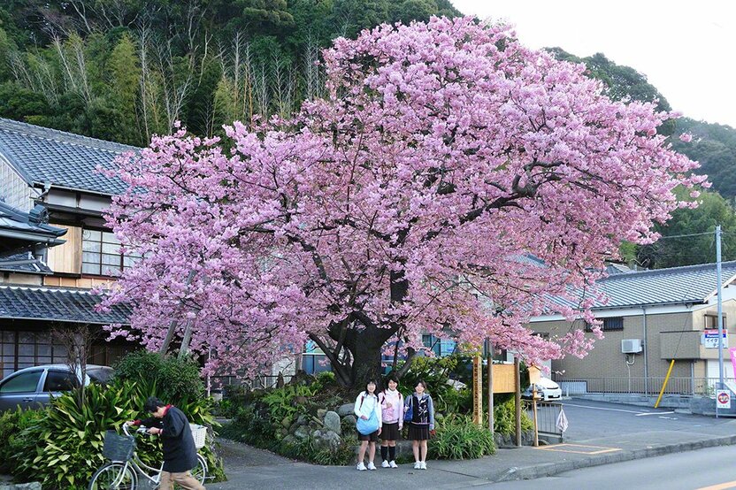 静冈县贺茂郡河津町