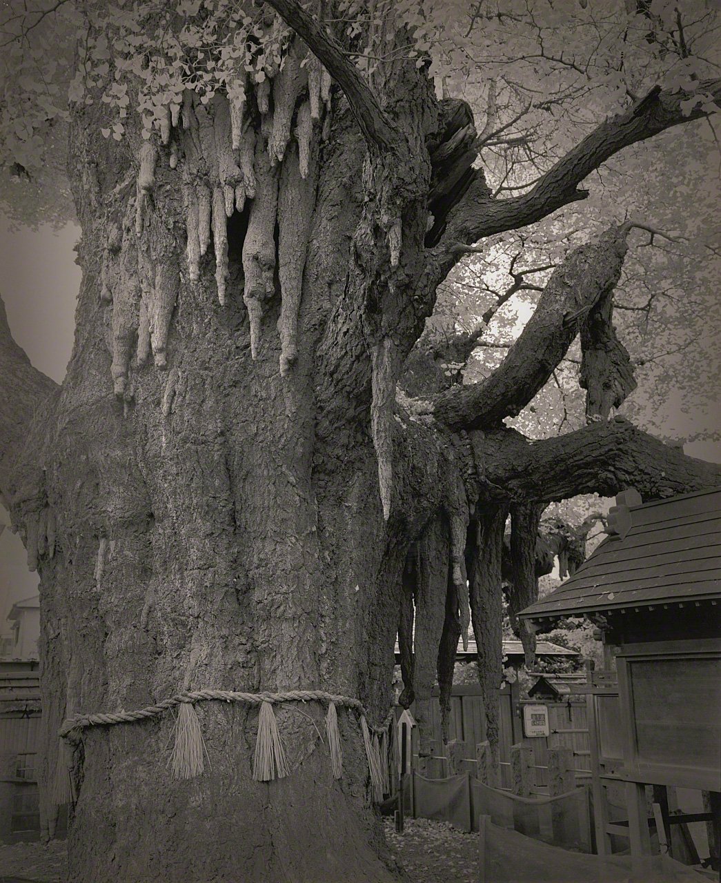 Depictions of Eros and Thanatos: Sacred Trees of Shintō Shrines Through the Lens of Ōsaka Hiroshi