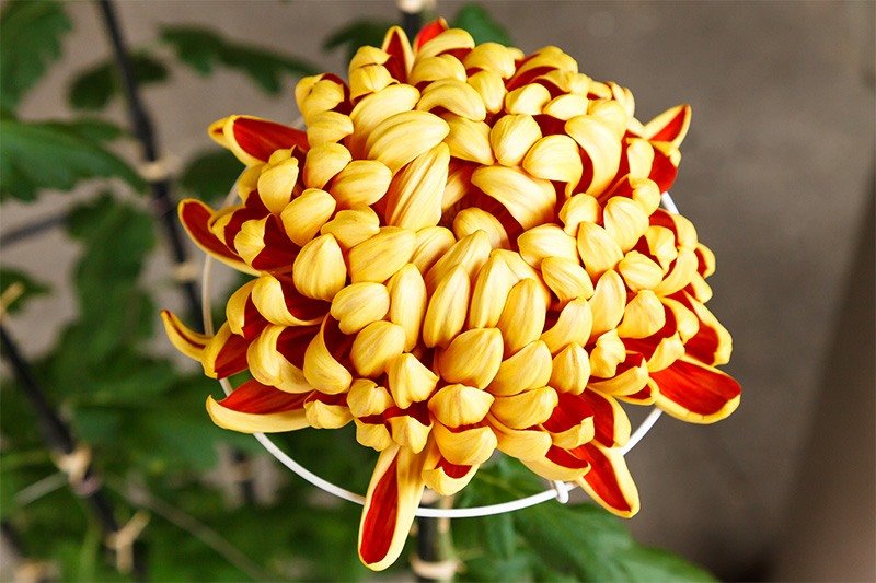 Le tomoe-nishiki, une variété classique améliorée dans la région de Kaga, réputée pour le magnifique contraste de couleurs de ses pétales.