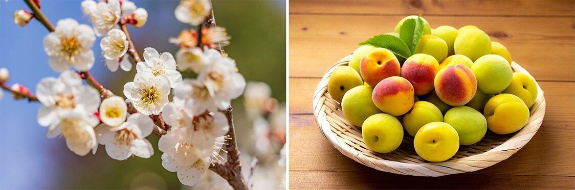 Flores y frutos del albaricoquero. (Pixta)