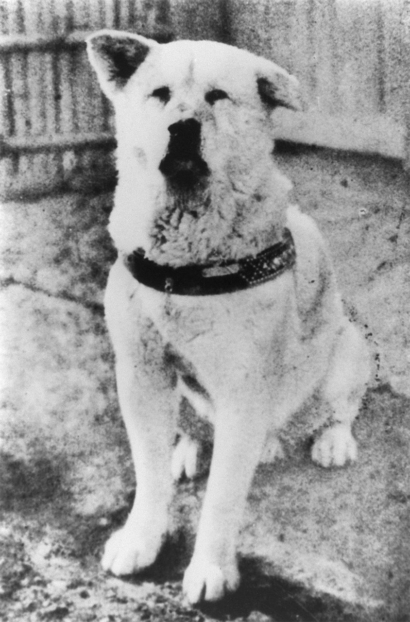 Hachi. (Jiji Press)