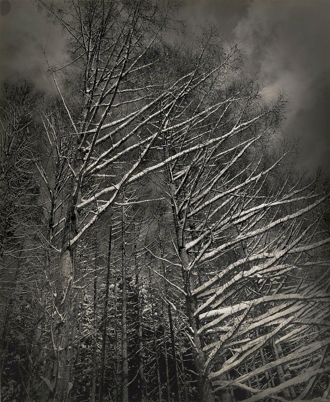 Depictions of Eros and Thanatos: Sacred Trees of Shintō Shrines Through the Lens of Ōsaka Hiroshi