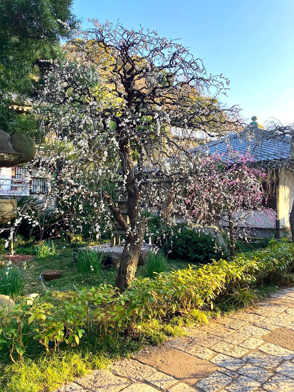 常立寺境內的垂枝梅。（筆者攝影）