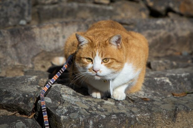 迷い猫から城主に出世したさんじゅーろー様がお出迎え