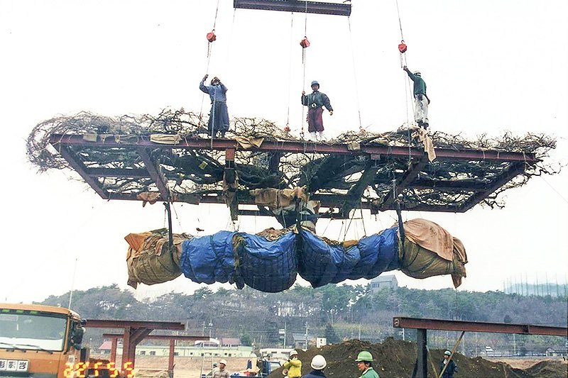 早川農園からあしかがフラワーパークに移植される大藤 （提供：塚本こなみ）