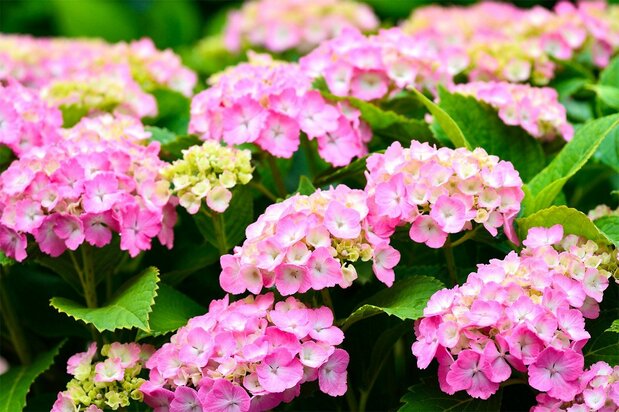 Pink hydrangea flowers growing in alkaline soil. (© Pixta)