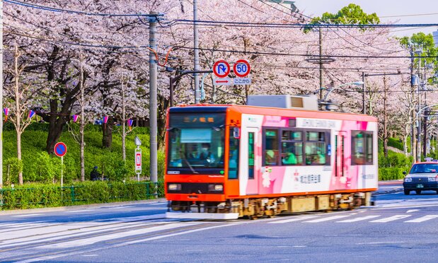 Los cerezos del parque Asukayama, en la ciudad de Kita, pueden observarse desde la única línea de tranvía de Tokio. (© Pixta)