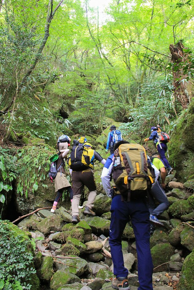 Hikers enter a mysterious realm of virgin forests and enormous moss-covered rocks.