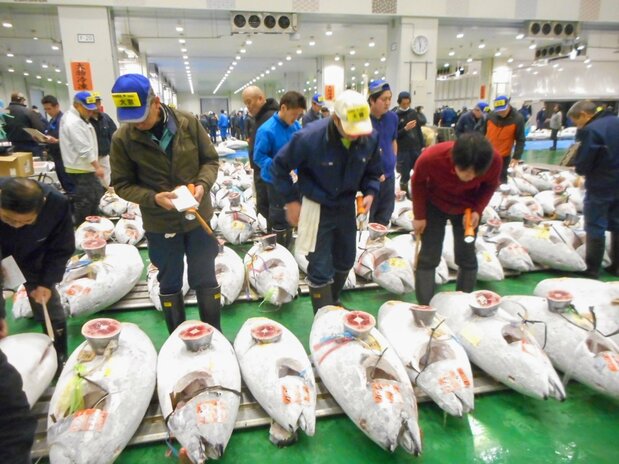 冷凍マグロの競り直前に、質の評価(下付け)を行う仲卸ら 写真:筆者提供