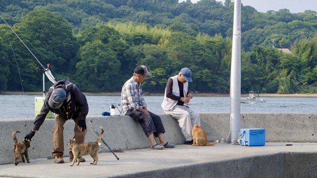 Recreational anglers are irresistible to the town’s strays. (© 2024 Laboratory X, Inc)