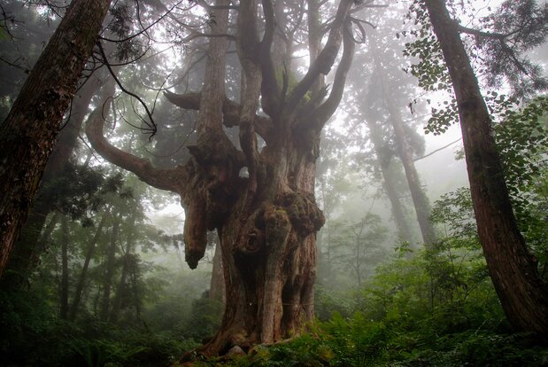 Le cryptomère « chichisugi » (nourrice) d’Iwakura, se trouve sur le contrefort sud du mont Daimanji. Vieux d’environ 800 ans, il mesure 30 mètres de haut et ses racines font 16 mètres de circonférence. (Avec l’aimable autorisation de la mairie d’Okinoshima)