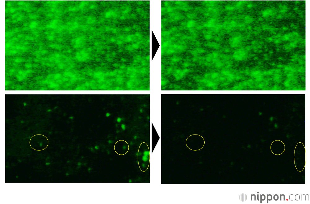 Les images ci-dessus représentent une membrane conventionnelle d’osmose inverse. On voit en bas la membrane nanocomposite mise au point à l’Université Shinshû, au bout de 48 heures sur l’image de gauche, au bout de 52 heures sur l’image de droite. Les protéines vertes adhèrent à la membrane conventionnelle, mais les petits agrégats de protéines adhérant à la membrane nanocomposite se détachent et ont pratiquement disparu au bout de 52 heures. (© Université Shinshû)