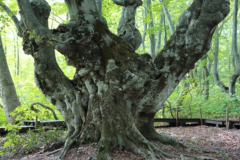En busca de los árboles gigantes: 11. Los grandotes estrenan indumentaria