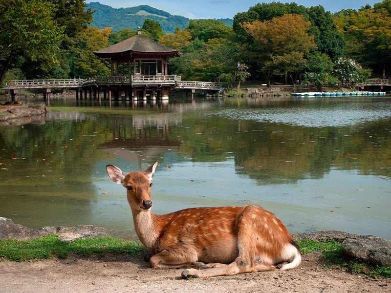 Encore un peu tôt en saison, alors que les arbres commencent à peine à prendre des couleurs, un daim au bord du lac, devant le pavillon Ukimidô.