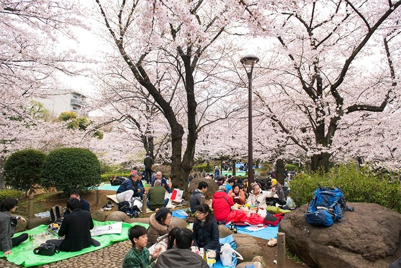 Escena de hanami (contemplación de la flor del cerezo) en el parque Sumida (Tokio).