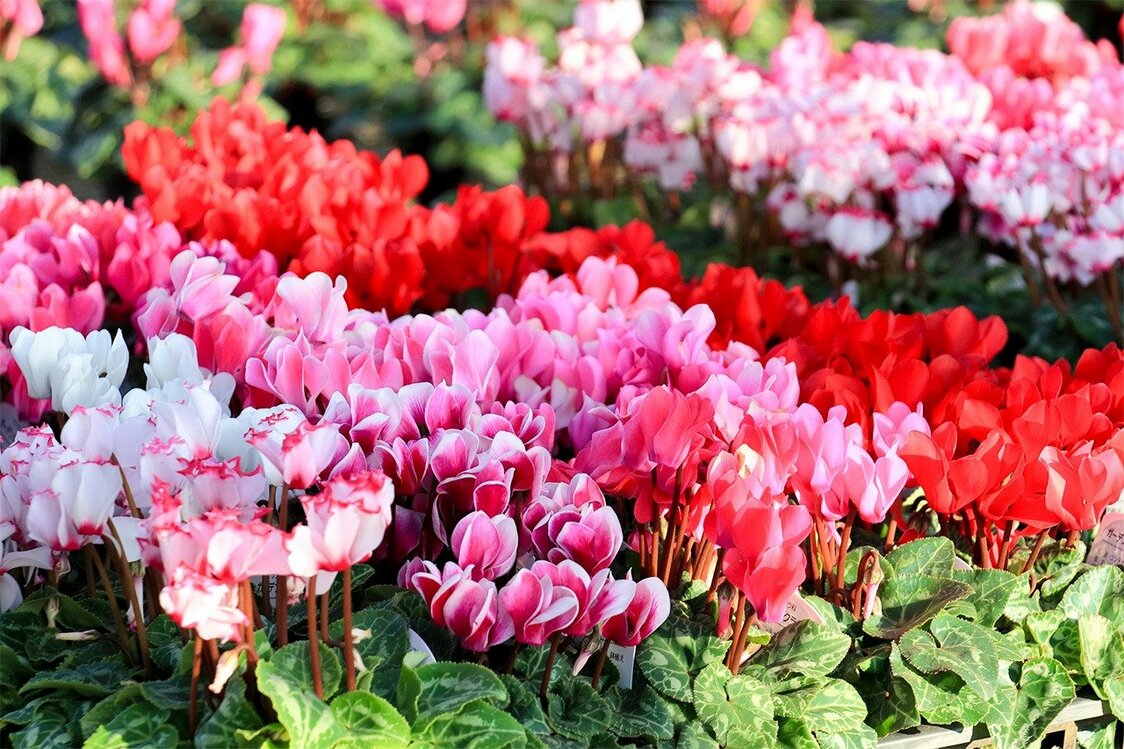 Les cyclamens