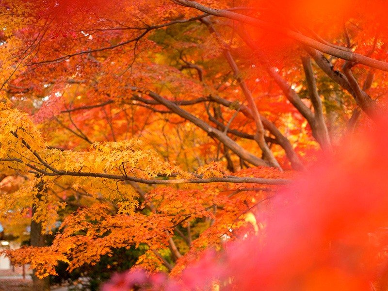 Les feuilles d’automne illuminent le vaste parc.