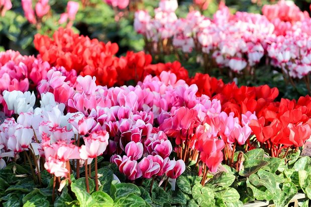 Kagaribibana o Cyclamen persicum. (PIXTA)