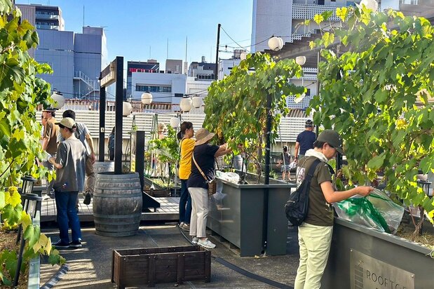 2024年8月，工作人员正在采摘超市屋顶上种植的葡萄（图片：东京深川酒庄）