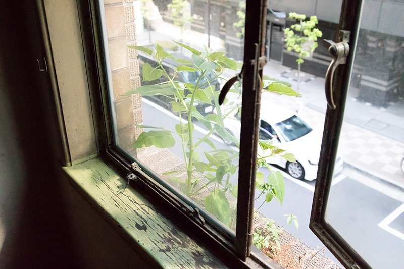 La ventana con su macetero exterior ofrece un respiro de la vida urbana.