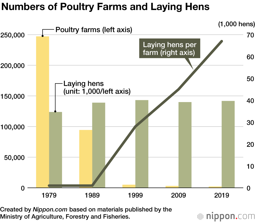 Love for Eggs: Japan Sees Decades-Long High Consumption Amid Stable Prices 