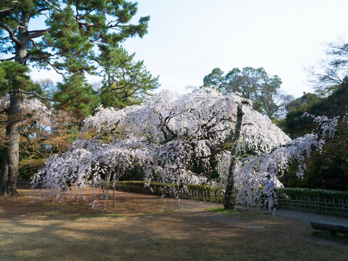 Shidarezakura cherry trees located near the former Konoetei residence.