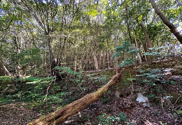 Recalling the scenery in Silence, the view around the shrine is filled with dense forest. (© Amano Hisaki)