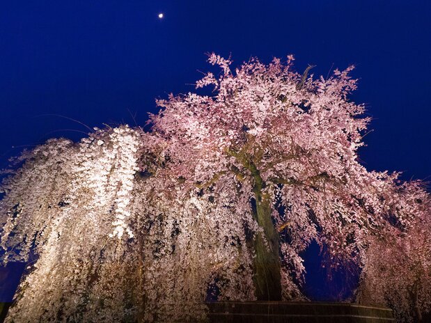 The magnificent form of the floodlit yozakura.