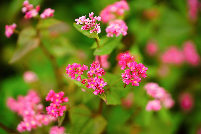 La fleur de sarrasin rouge, akasoba, est issue de la variété « Takane Ruby 2011 ».