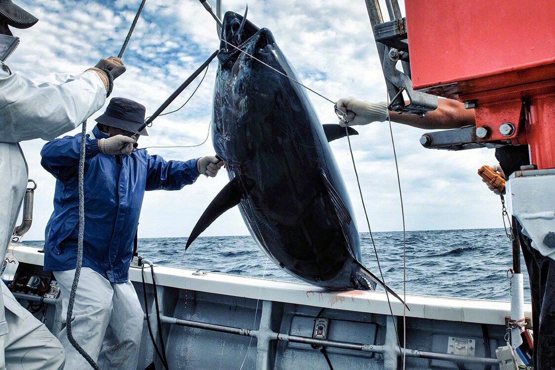 Il faut pêcher avec précaution afin de ne pas abîmer le poisson.