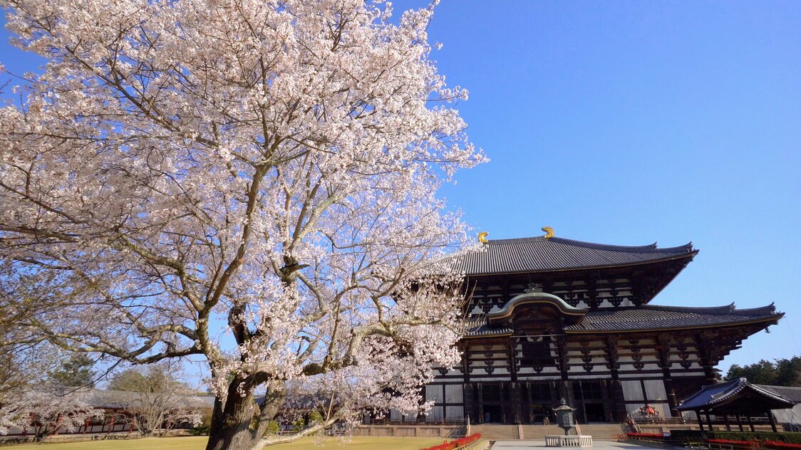 「奈良の大仏さま」が鎮座する東大寺大仏殿と桜の共演