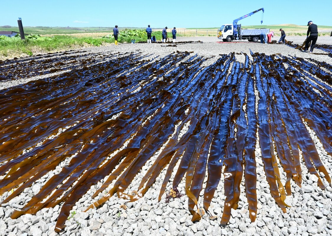 天日干しされるナガコンブ＝2023年6月、北海道根室市（山本智之撮影）