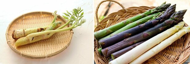 Udo (left) and three types of asparagus: green, white, and purple. (© Pixta)