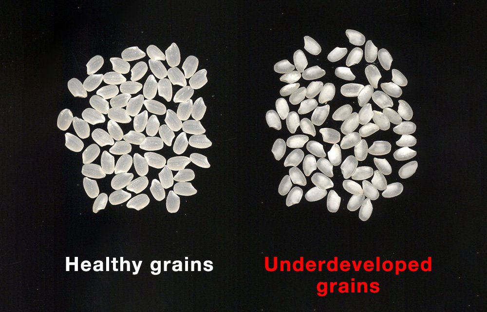 Normal rice grains (left) and white, opaque rice grains. (© National Agriculture and Food Research Organization)