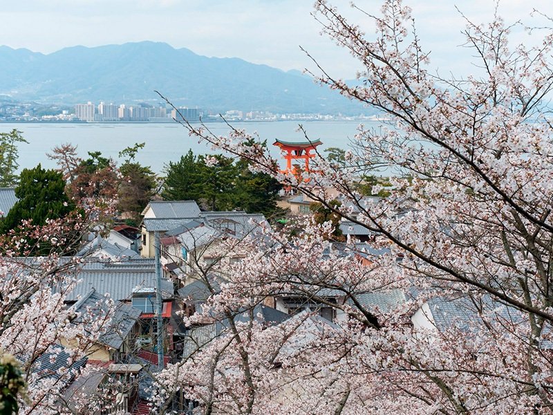 El visitante puede deleitarse en Miyajima también durante la época de floración de los cerezos.
