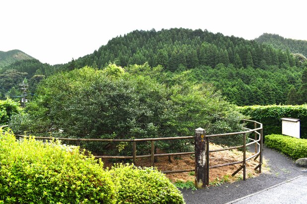 Ureshino’s “Big Tea Tree,” estimated to be 350 years old, is a government-designated natural monument and a beloved local landmark.