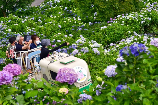 (© Shikokuchūō City Tourism Association)