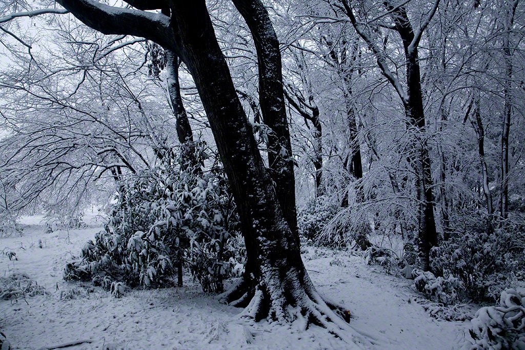 [Diapositivas] ¡Bienvenidos al bosque!