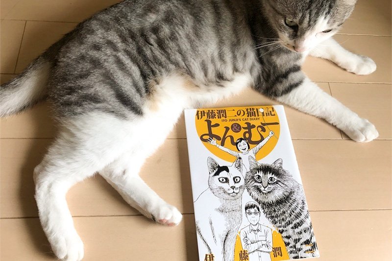 日本の猫コンテンツの特徴といえば、やはり「猫漫画」だと思う。優れた猫漫画には、猫への深い愛情と漫画家ならではの鋭い洞察にあふれていて、私たちが気付かなかった猫の新たな魅力を教えてくれる。筆者が個人的に、猫エッセー漫画の傑作だと思っているのは、日本が誇るホラー漫画家、伊藤潤二による『よん＆むー』だ。英訳版（Junji Ito's Cat Diary: Yon & Mu）も刊行されている。
