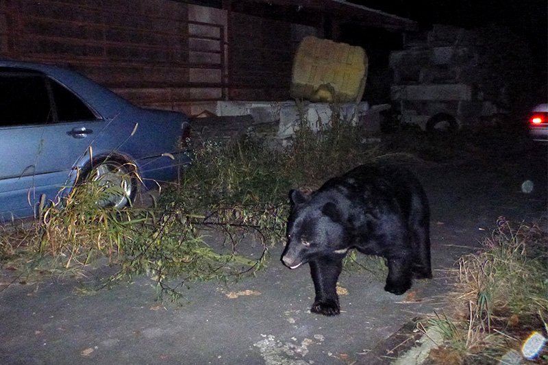 Раздобревший на коровьих кормах гималайский медведь рядом с коровником (город Сиодзири, префектура Нагано; фото НКО «Общество исследований гималайского медведя Синсю»)