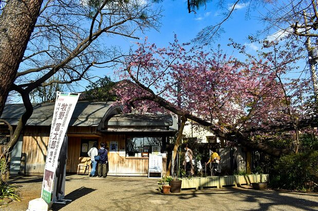 300種以上の植物が生育する牧野記念庭園には、博士が好きだったサクラも多い(2023年3月15日)=評者撮影