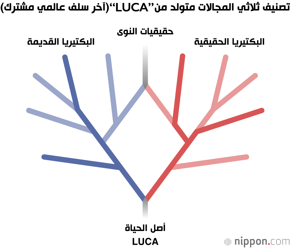 وفي الوقت الحالي يقوم نظام التصنيف السائد بتقسيم جميع الكائنات الحية إلى ثلاث فئات هي ”البكتيريا القديمة“، و”حقيقيات النوى“، و”البكتيريا الحقيقية“. والبكتيريا القديمة هي فطريات بدائية. وتضم ”البكتيريا الحقيقية“ البكتيريا الإشريكية القولونية، وبكتيريا الضمة الكوليرية، وبكتيريا المكورات العنقودية، وبكتيريا حمض اللاكتيك. وبالإضافة إلى الحيوانات والنباتات، تضم حقيقيات النوى الطلائعيات مثل الأميبا والدياتومات، والفطريات مثل العفن والفطر.