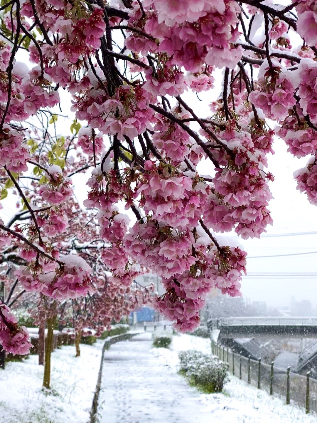 【美图集】樱花烂漫时，东京下了场雪
