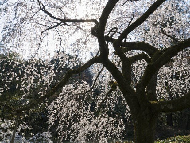 Seen from below, the lovely blossoms and delicate branches of the itozakura trees are enchanting.