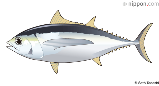 Bigeye tuna can reach up to 2 meters and exceed 120 kilograms.