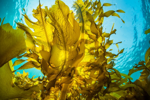 Le wakame dans son habitat naturel (Pixta)