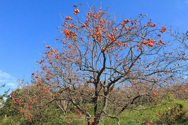 Arbre à kakis photographié à Date, préfecture de Fukushima. (© Agence du tourisme et des produits locaux de la préfecture de Fukushima)